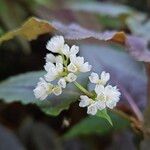 Persicaria microcephala Kvet