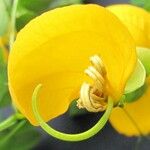 Senna pallida Flower