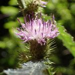 Carduus clavulatus Flor