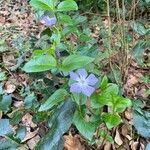 Vinca majorFolha