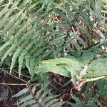 Dryopteris cycadina 叶