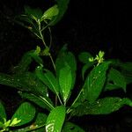 Leptactina pynaertii Leaf