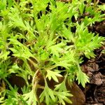 Saxifraga rosacea Blad