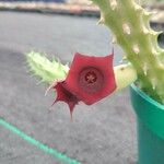 Huernia macrocarpa Žiedas