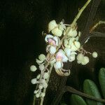 Cassia grandis Blomst