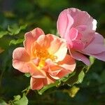 Rosa foetida花