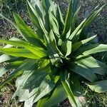 Drimia pancration Hoja
