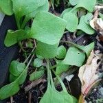 Claytonia rubra Blatt