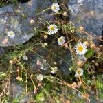 Erigeron karvinskianusFlor