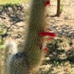 Cleistocactus hyalacanthus Kwiat