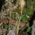 Carex brevicollis പുഷ്പം