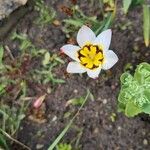 Sparaxis tricolor Flower