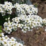 Spiraea × vanhoutteiBloem