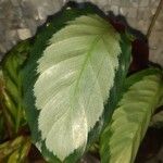 Calathea picturata Lehti