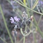 Lavandula latifoliaBlomst