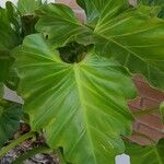 Philodendron speciosum Lehti