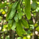 Dalbergia melanoxylon Ffrwyth