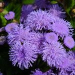 Ageratum houstonianum Flor