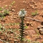 Coutoubea spicata Fiore