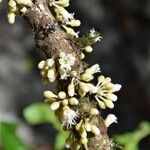 Pycnandra gordoniifolia Hábito