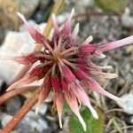 Trifolium pallescens Blomst