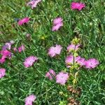 Dianthus seguieriVirág