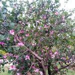 Bauhinia purpurea Hábito