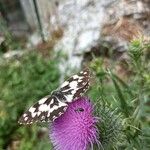 Cirsium discolor ফুল