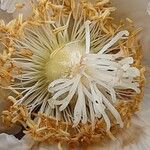 Actinidia chinensis Blüte