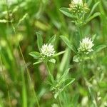 Trifolium squamosum Çiçek
