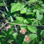 Euonymus verrucosus Flower