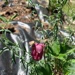 Linaria aerugineaFlower