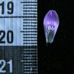 Dicliptera bupleuroides Άλλα