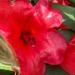 Rhododendron haematodes ফুল