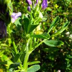 Medicago sativa Fiore