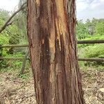 Eucalyptus leucoxylon Bark