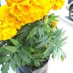 Tagetes erectaFiore