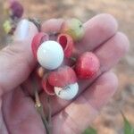 Protium heptaphyllum Fruit