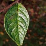 Cotoneaster bullatus পাতা