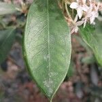 Acokanthera oppositifolia Leaf