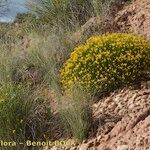 Cytisus fontanesii Habit