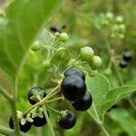 Solanum americanumVili