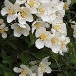 Malus toringo Flower