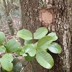 Syzygium pancheri Leaf