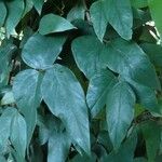 Mucuna pruriens Lehti