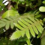 Pleopeltis polypodioides Leaf