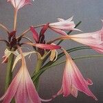 Crinum moorei Flower