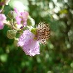 Rubus ulmifoliusΆλλα