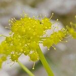 Ferula persica