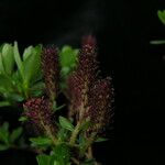 Salix fruticulosa 形態